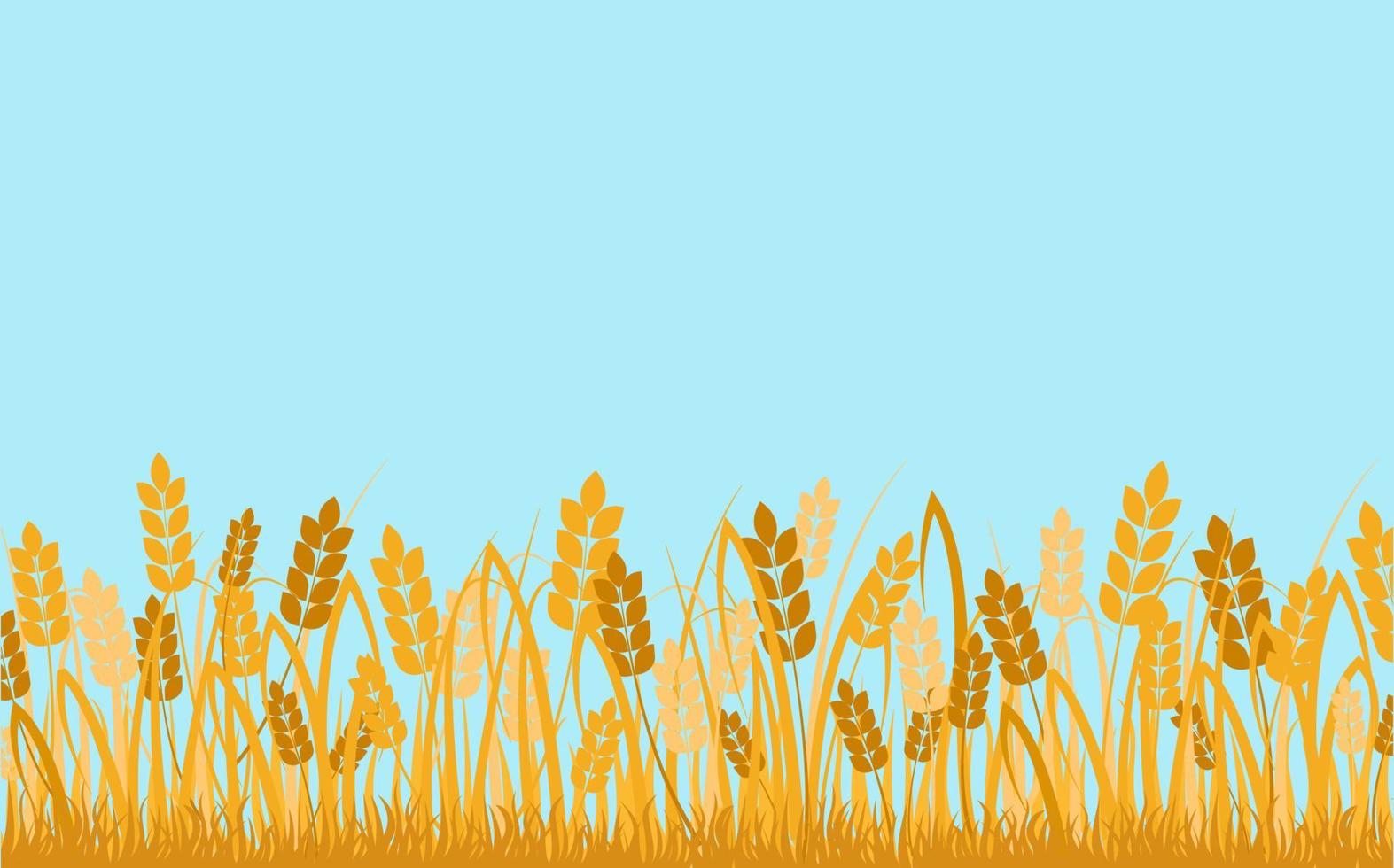 Wheat field background. Golden ears of cereals against blue sky decorative rural ecological area. vector