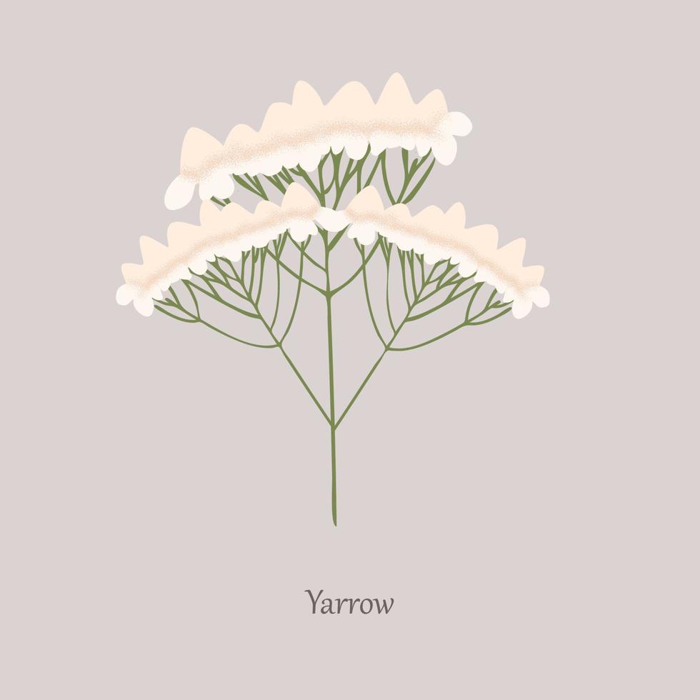 Yarrow, Achillea millefolium with white flowering on a gray background. vector