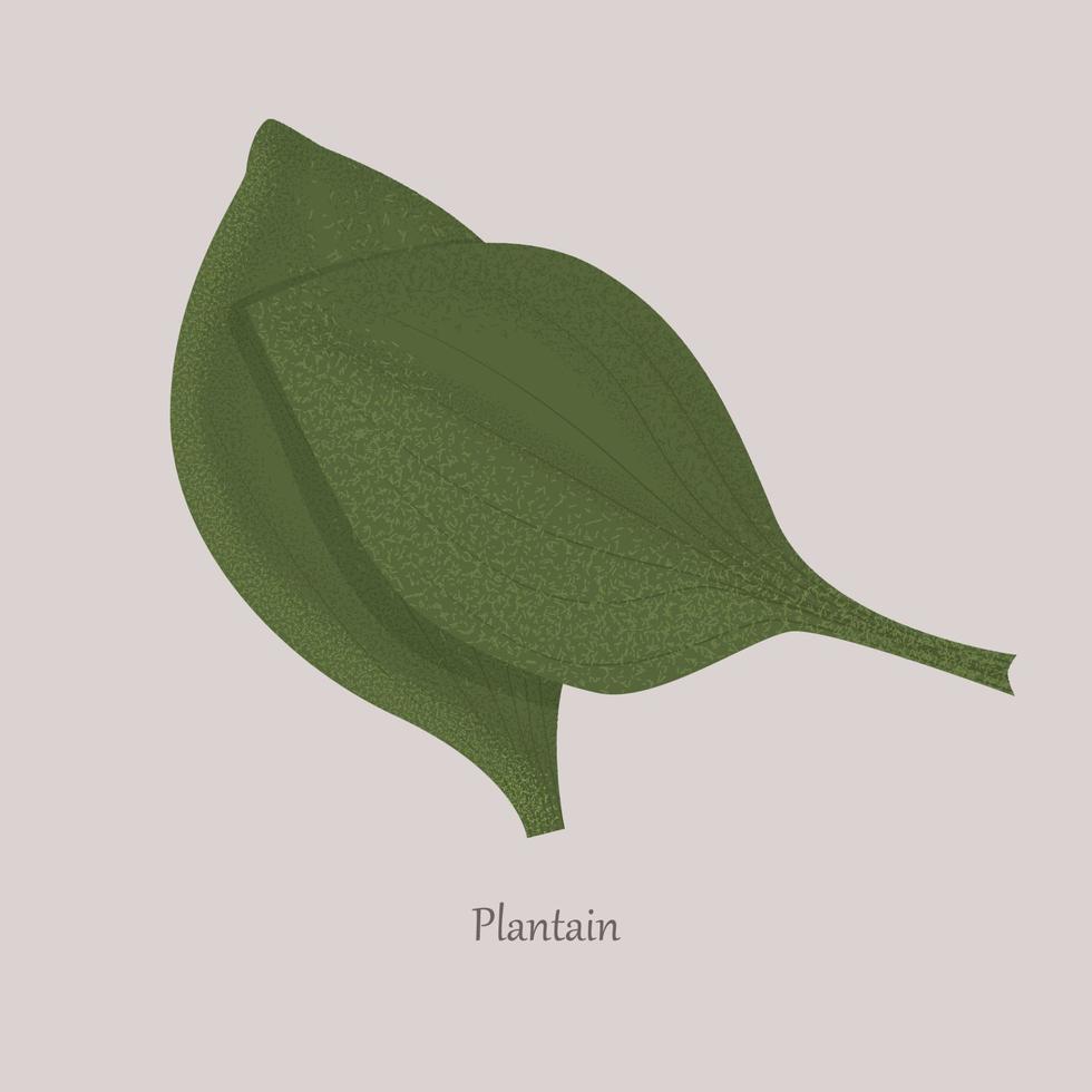 plátano, plantago major, hierba de soldados sobre un fondo gris. vector