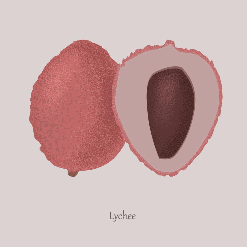 Tropical lychee fruit whole and cut in half. vector