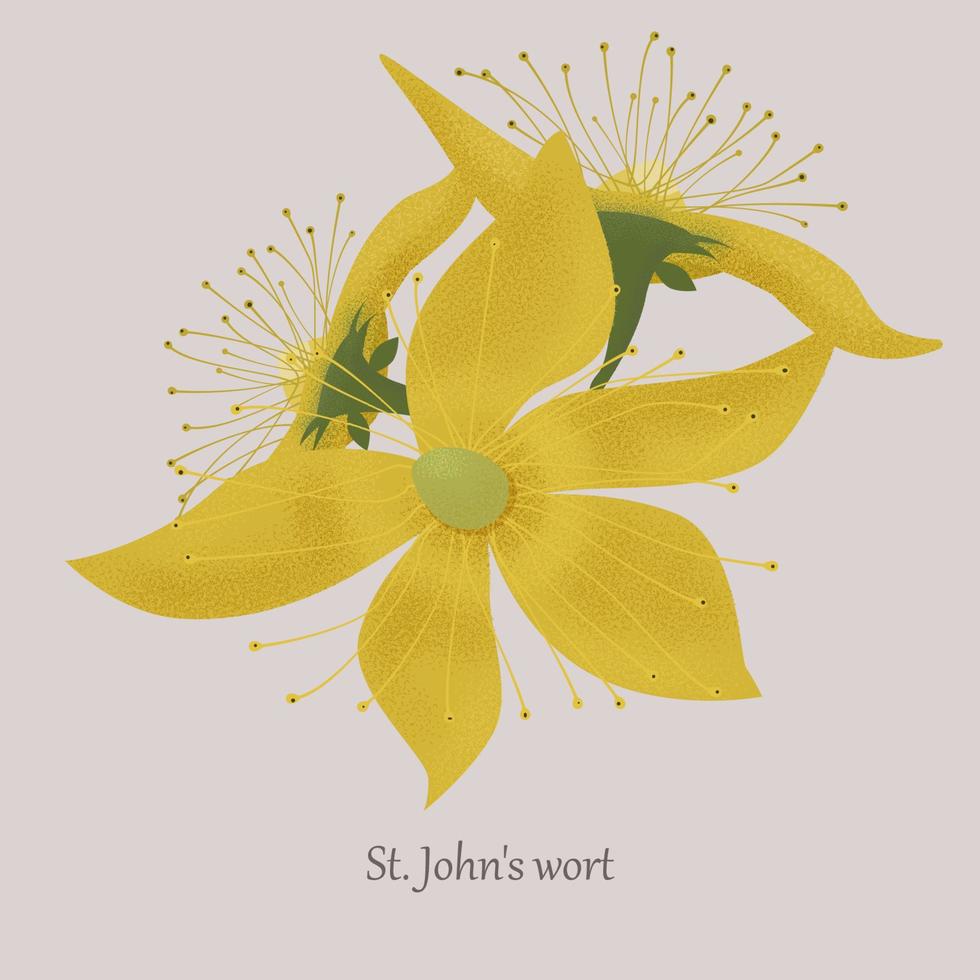 St John's wort herb in bloom with yellow flowers. Medicinal herbaceous plant on a gray background. vector