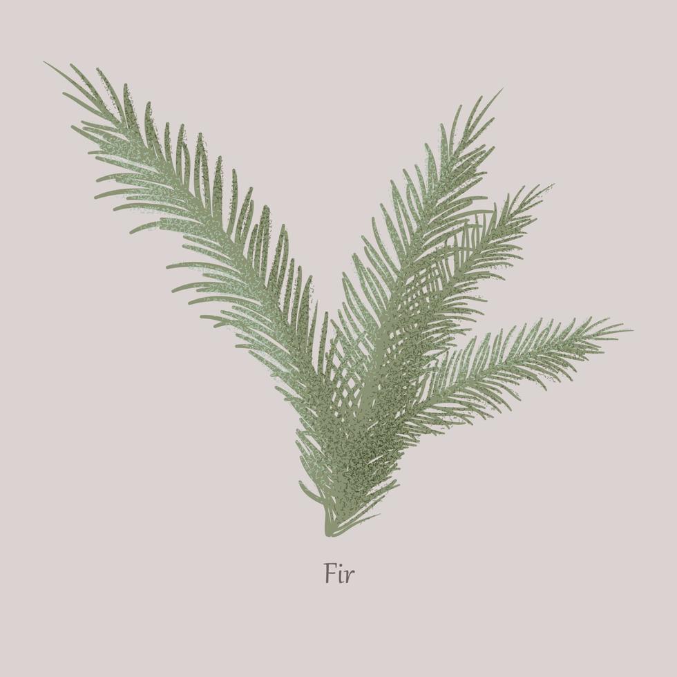 Evergreen fir tree, branches and needle leaves. vector