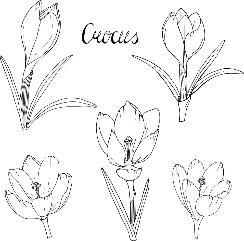 Crocus flowers contour. Set white black flowers crocus. Spring flowers vector