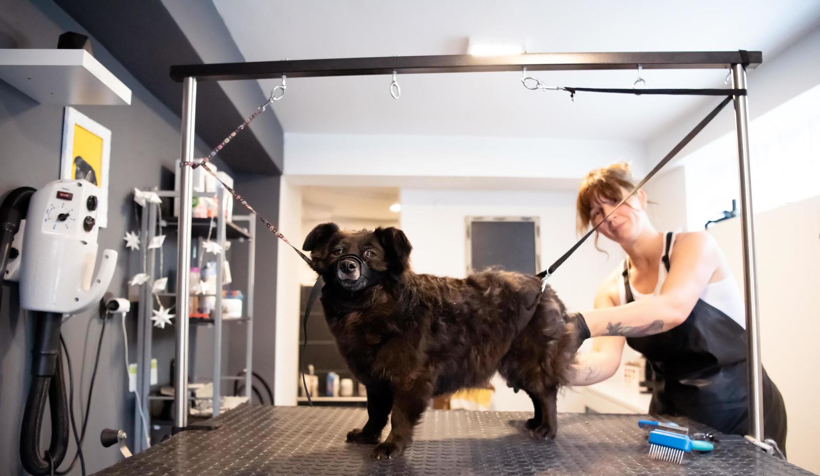 peluquero de mascotas mujer cortando pieles de lindo perro negro foto