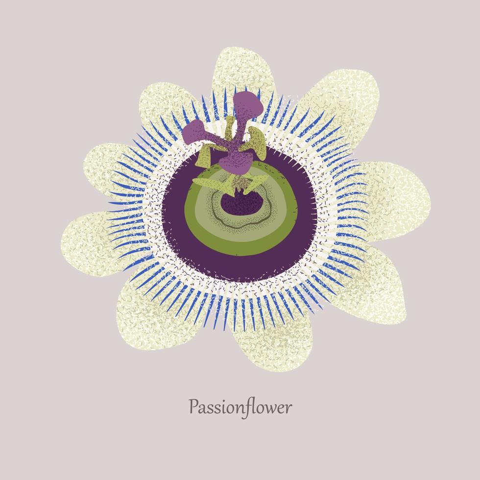pasiflora es una liana cubierta de hierba con una hermosa flor. vector