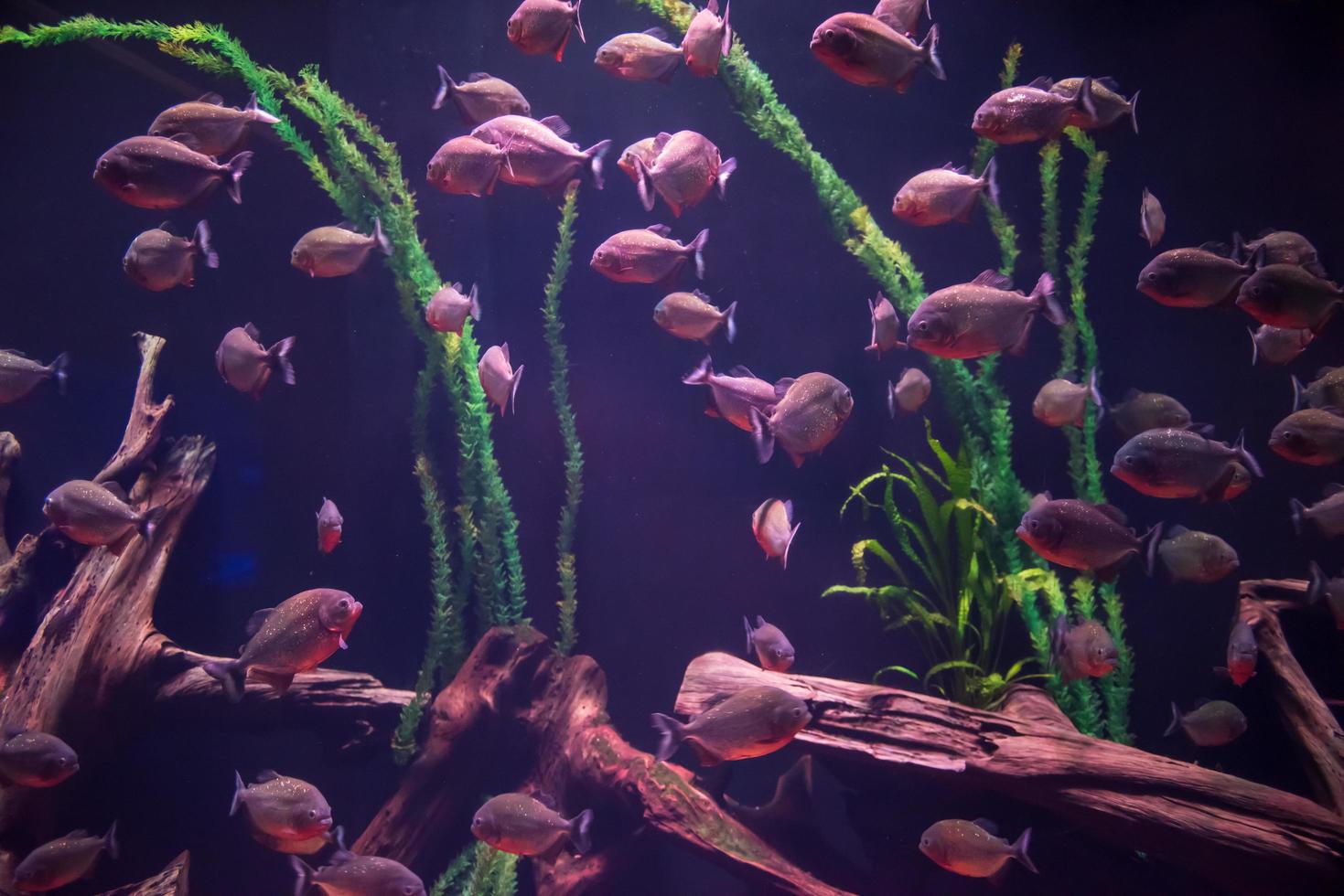 acuario con peces de colores foto