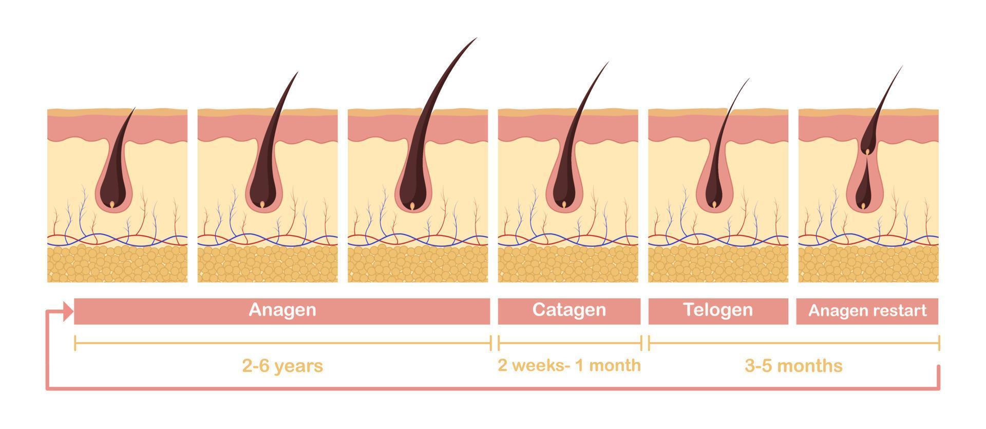 Hair growth cycle illustration. Anatomical diagram of development hair follicles from anagen telagen. vector