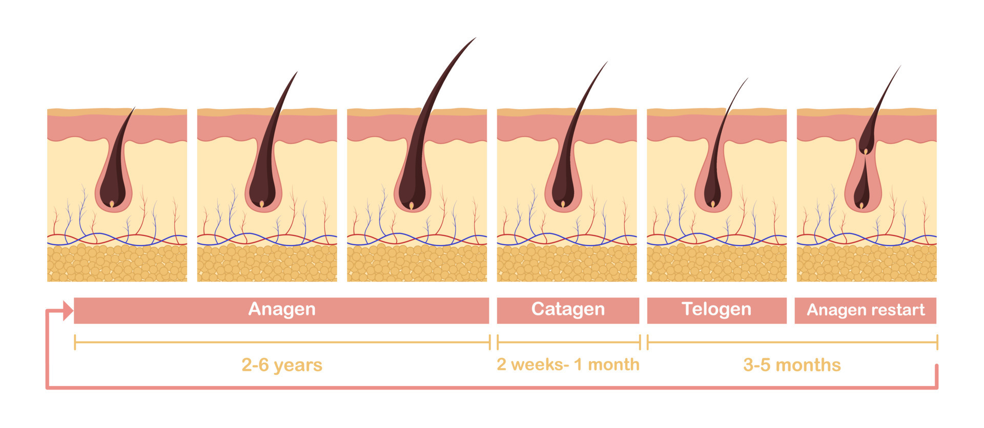 Hair growth cycle illustration. Anatomical diagram of development hair  follicles from anagen telagen. 11915847 Vector Art at Vecteezy