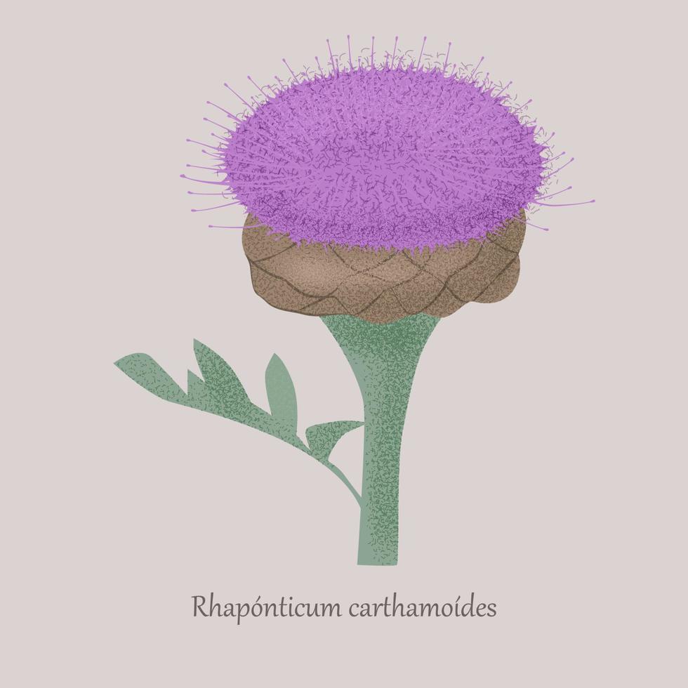 Maral root, rhaponticum carthamoides medicinal plant on a gray background. Herbaceous stem plant with purple bloom. vector