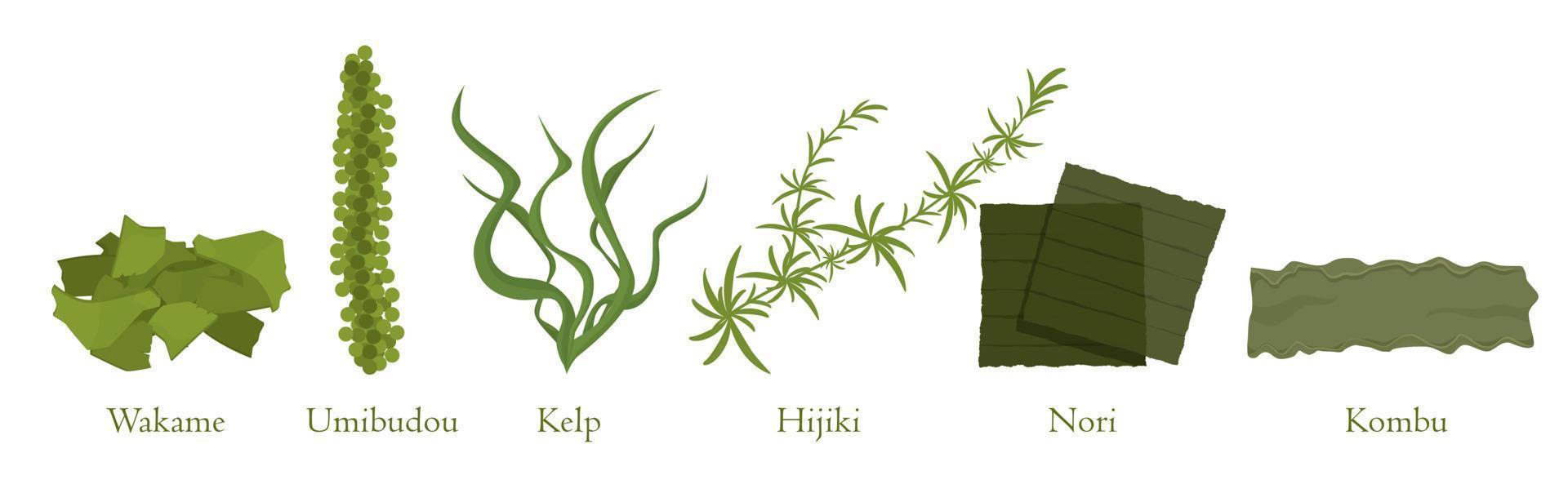 caricatura, algas, conjunto, vector, gráfico, illustration. colección de plantas marinas de algas naturales vector