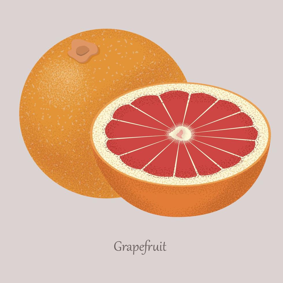 Fresh grapefruit and grapefruit slice, icon isolated on grey background. vector