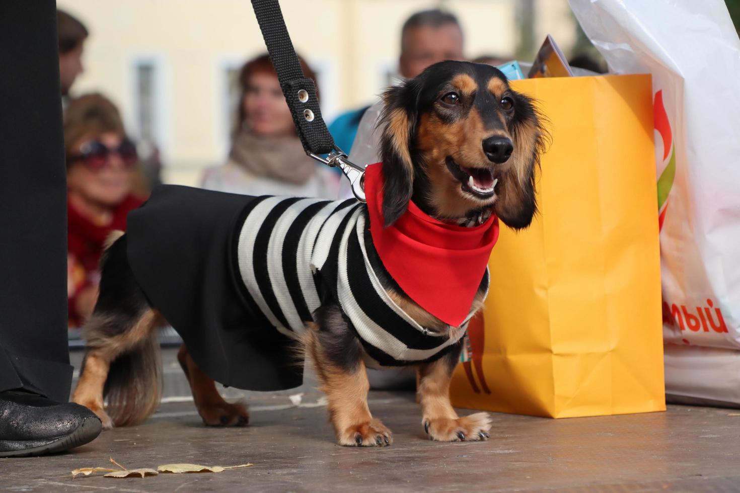 St Petersburg, Russia, 2021 - 9th annual sausage-dog parade in St Petersburg, Russia. The theme of this year is circus. photo