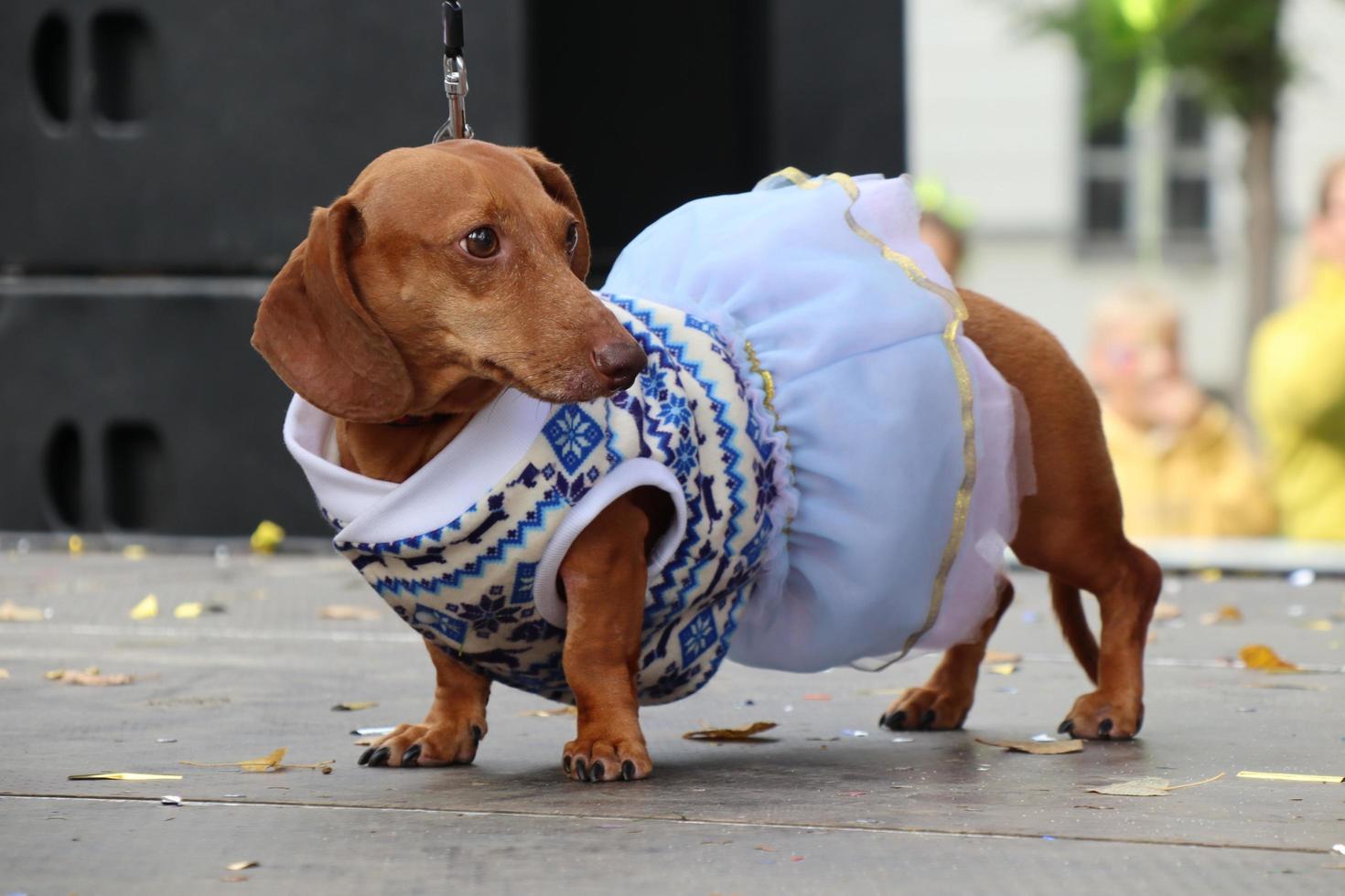 St Petersburg, Russia, 2021 - 9th annual sausage-dog parade in St Petersburg, Russia. The theme of this year is circus. photo