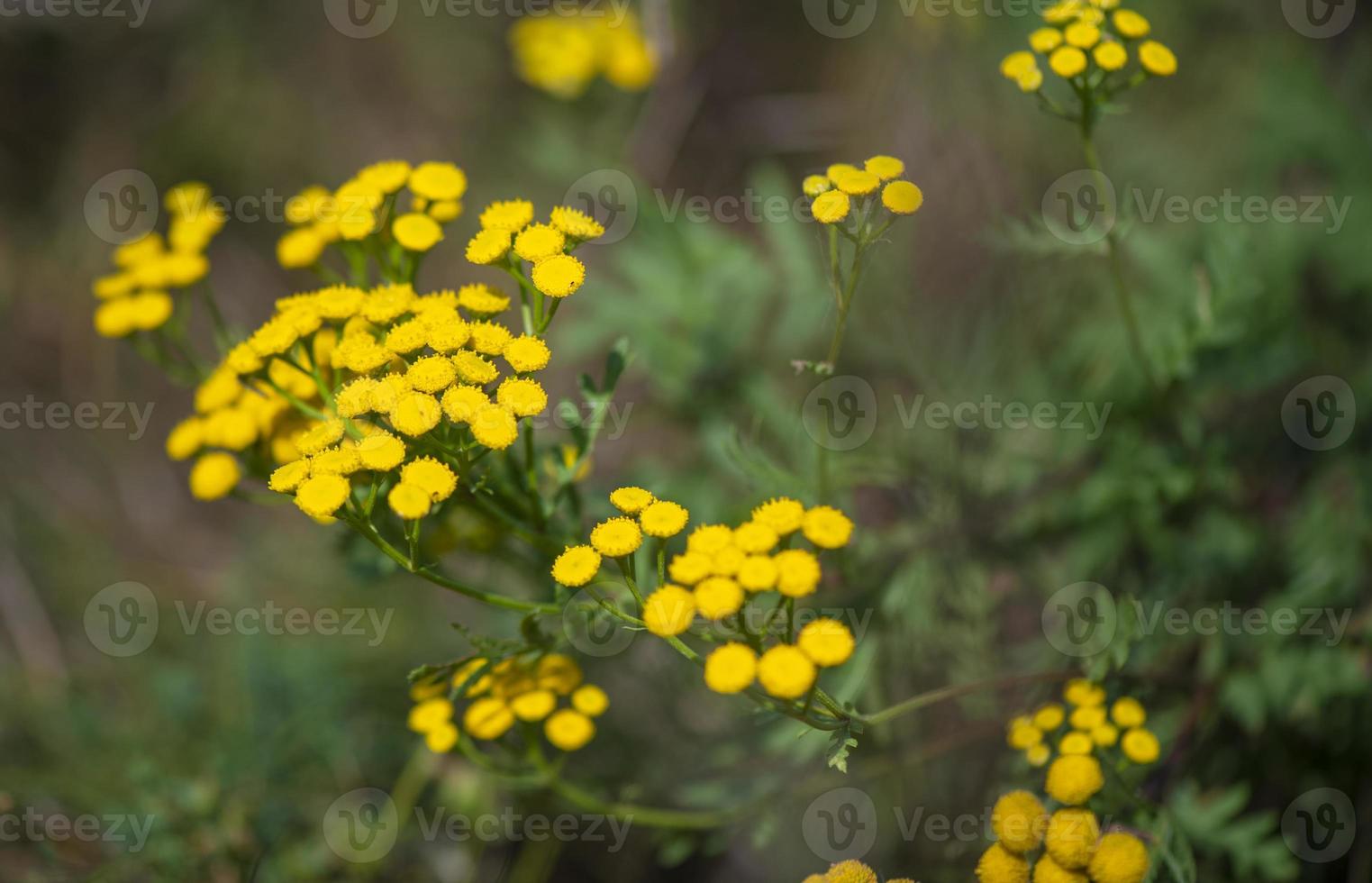 Yellow tansy flowers Tanacetum vulgare, common tansy, bitter button, cow bitter, or golden buttons. Fresh herbs - wild medicinal plant on meadow. Wildflowers. photo