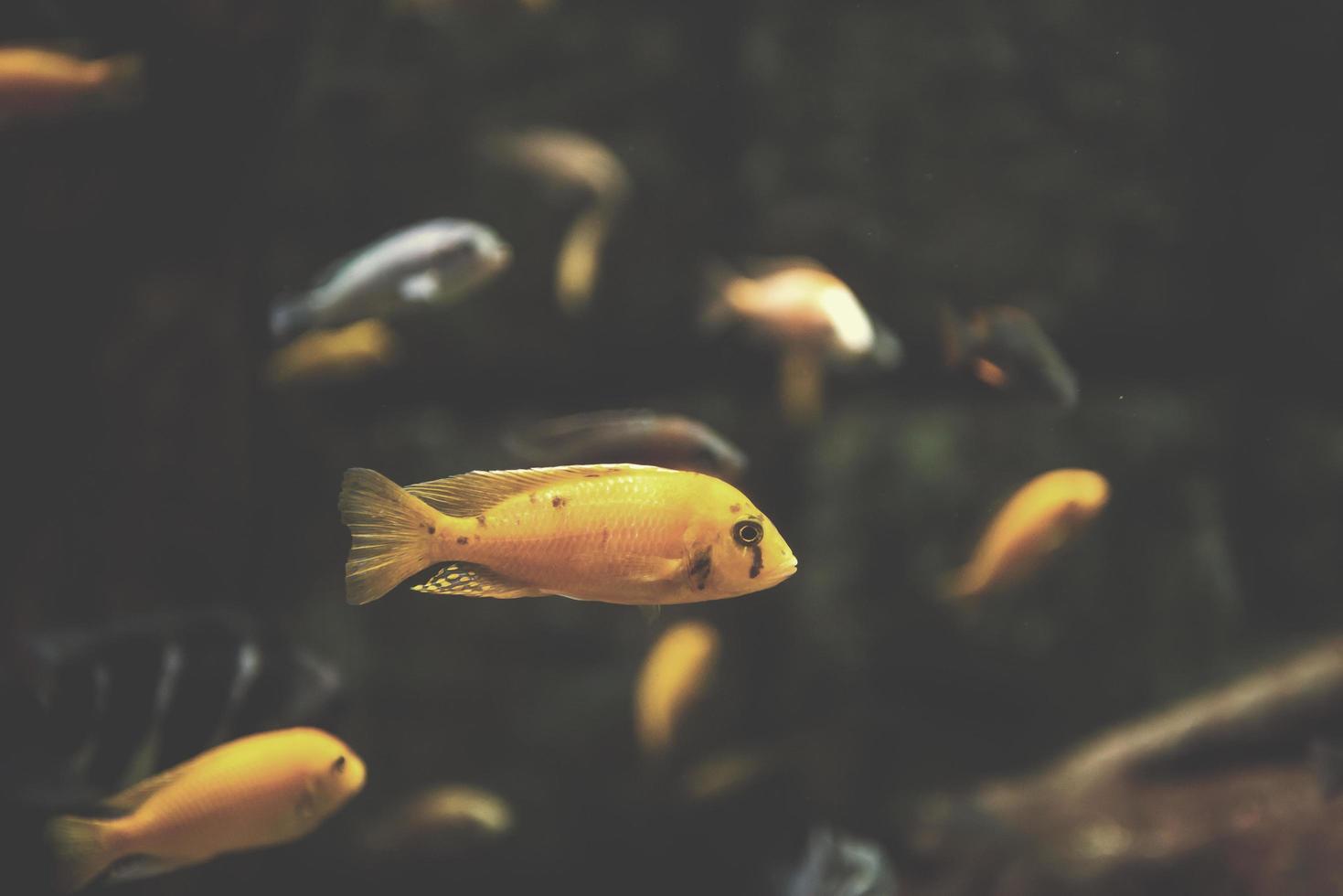 acuario con peces de colores foto