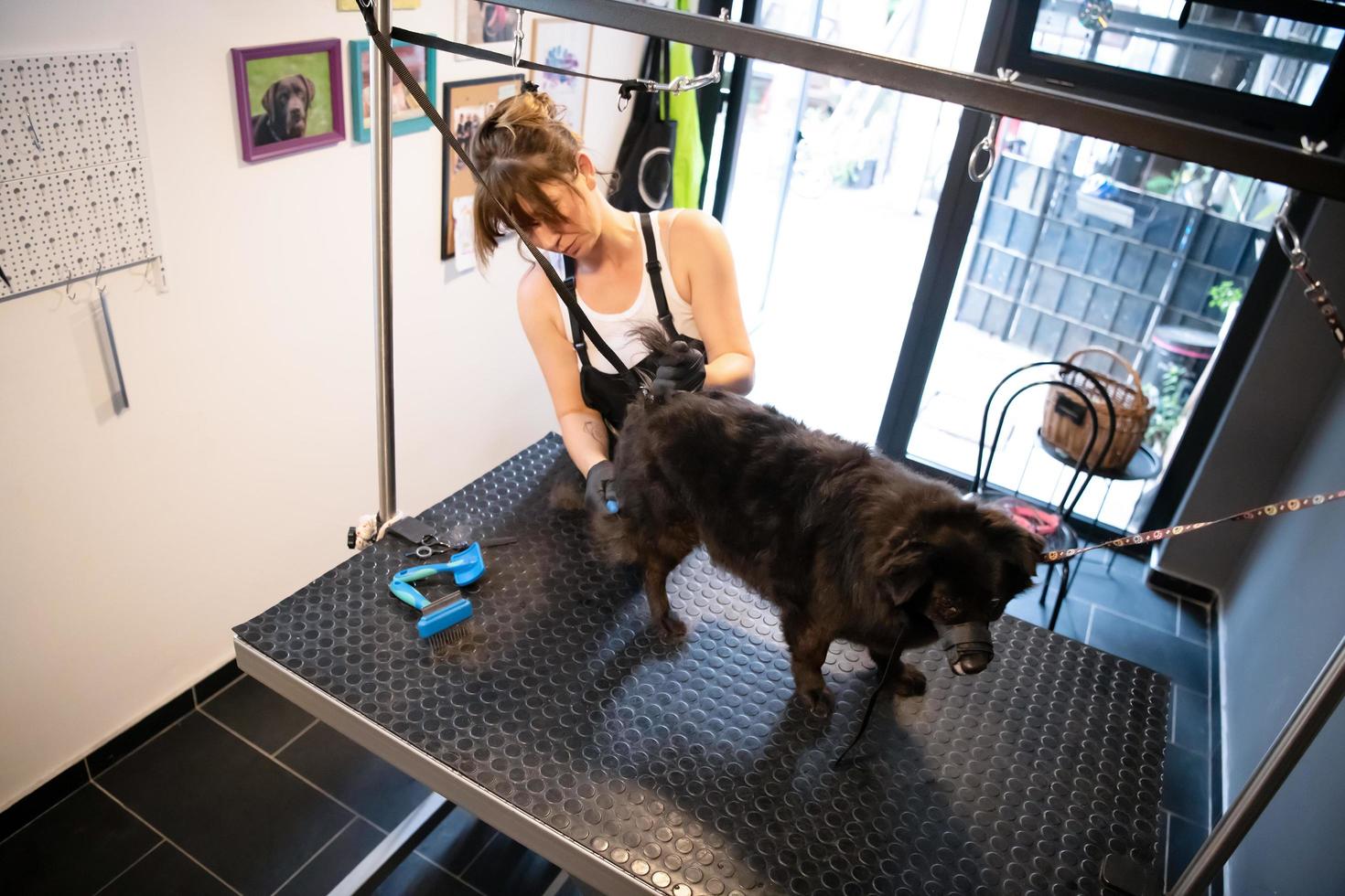 pet hairdresser woman cutting fur of cute black dog photo