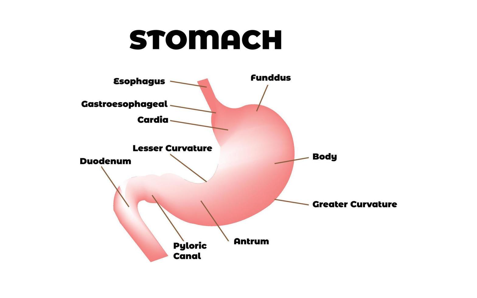 Healthcare and Medical education drawing chart of Human Stomach vector