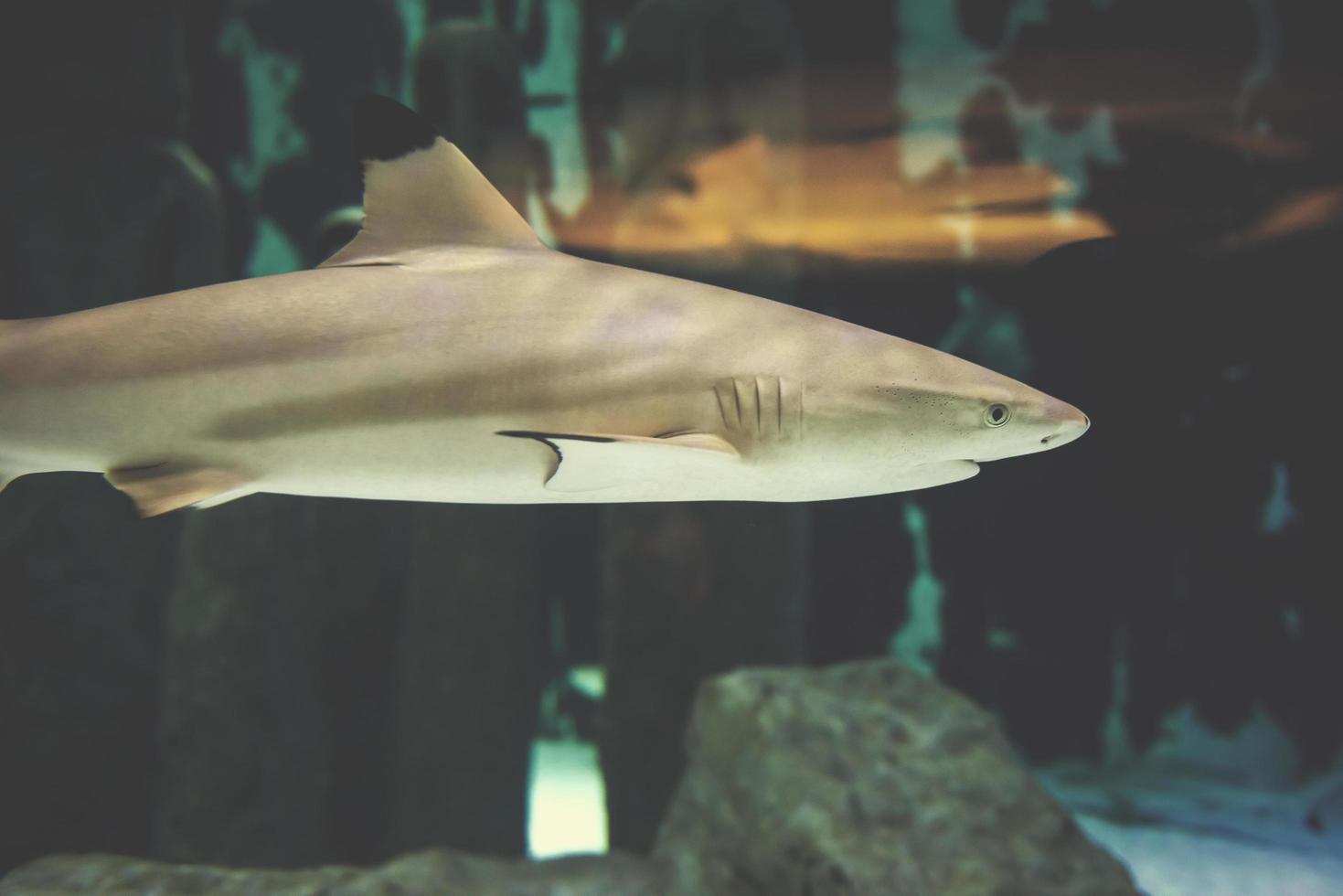 tiburón nadando en acuario foto