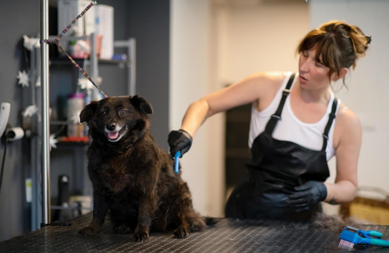 pet hairdresser woman cutting fur of cute black dog photo
