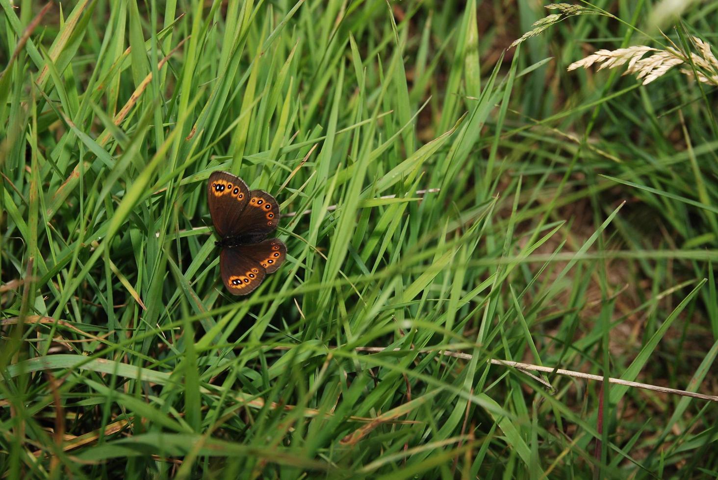 frente de mariposa en la hierba foto