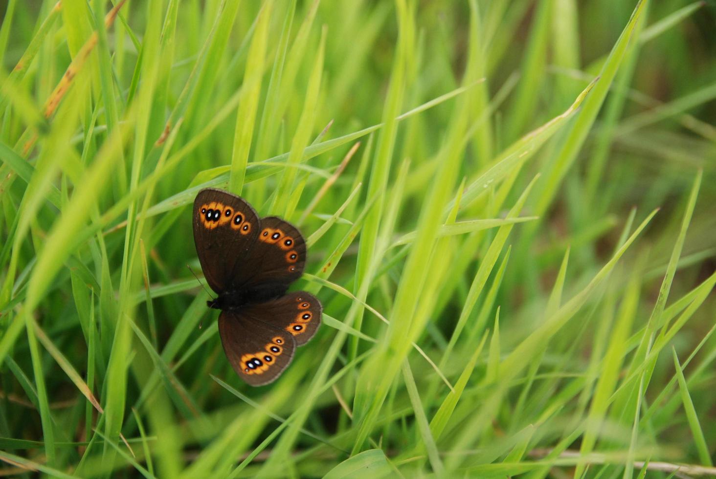 brow butterfly in grass photo