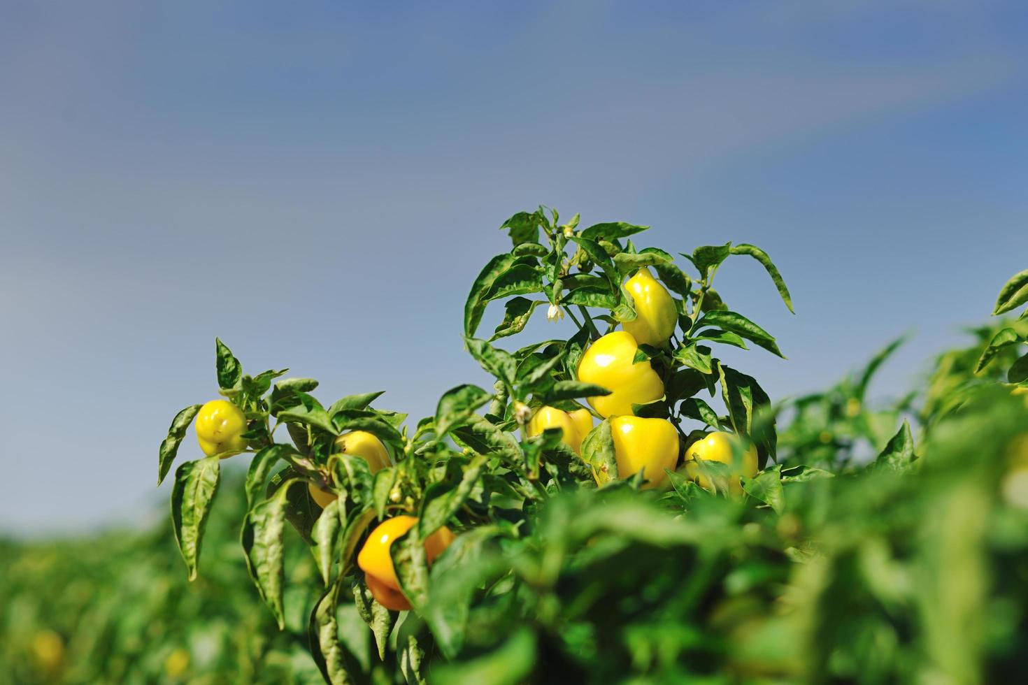 fresh organic food peppers photo