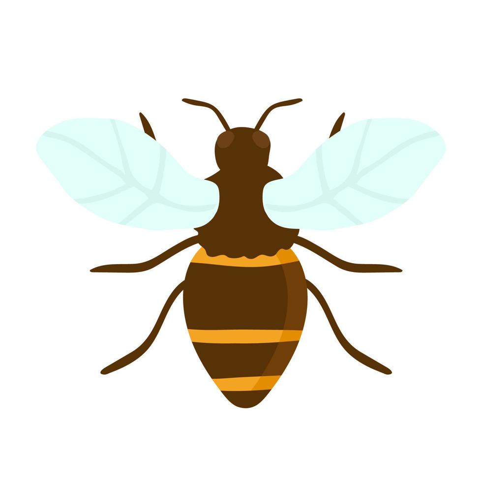 Vector engraving illustration of honey bee on white background hand drawing flat