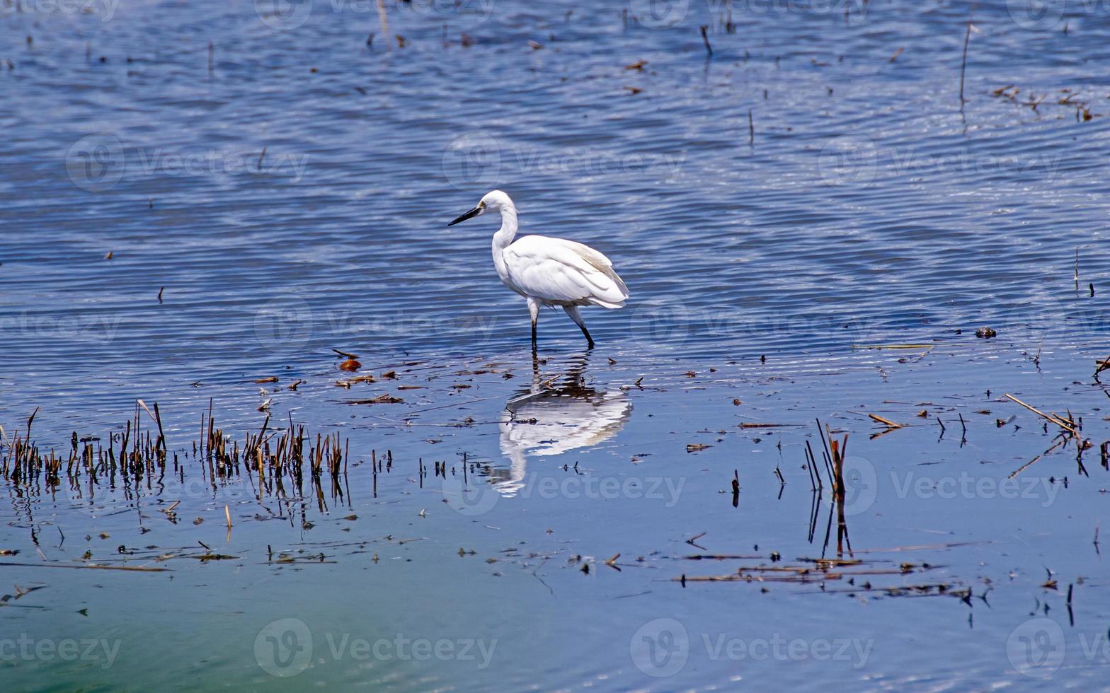 Beautiful white little egret heron  bird standing in the water on nature background photo