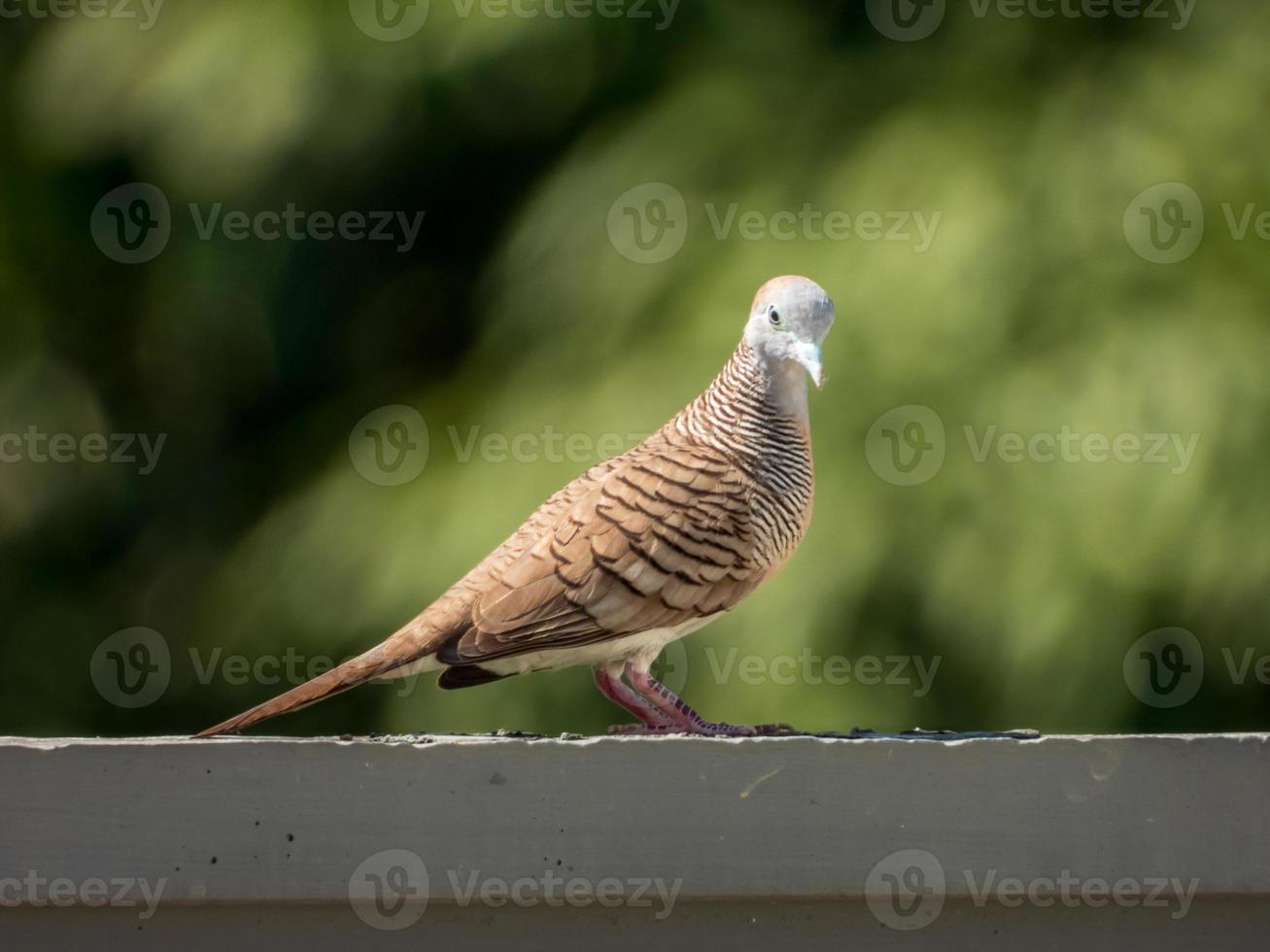 paloma cebra, paloma de tierra barrada, paloma pacífica parada en la cerca foto