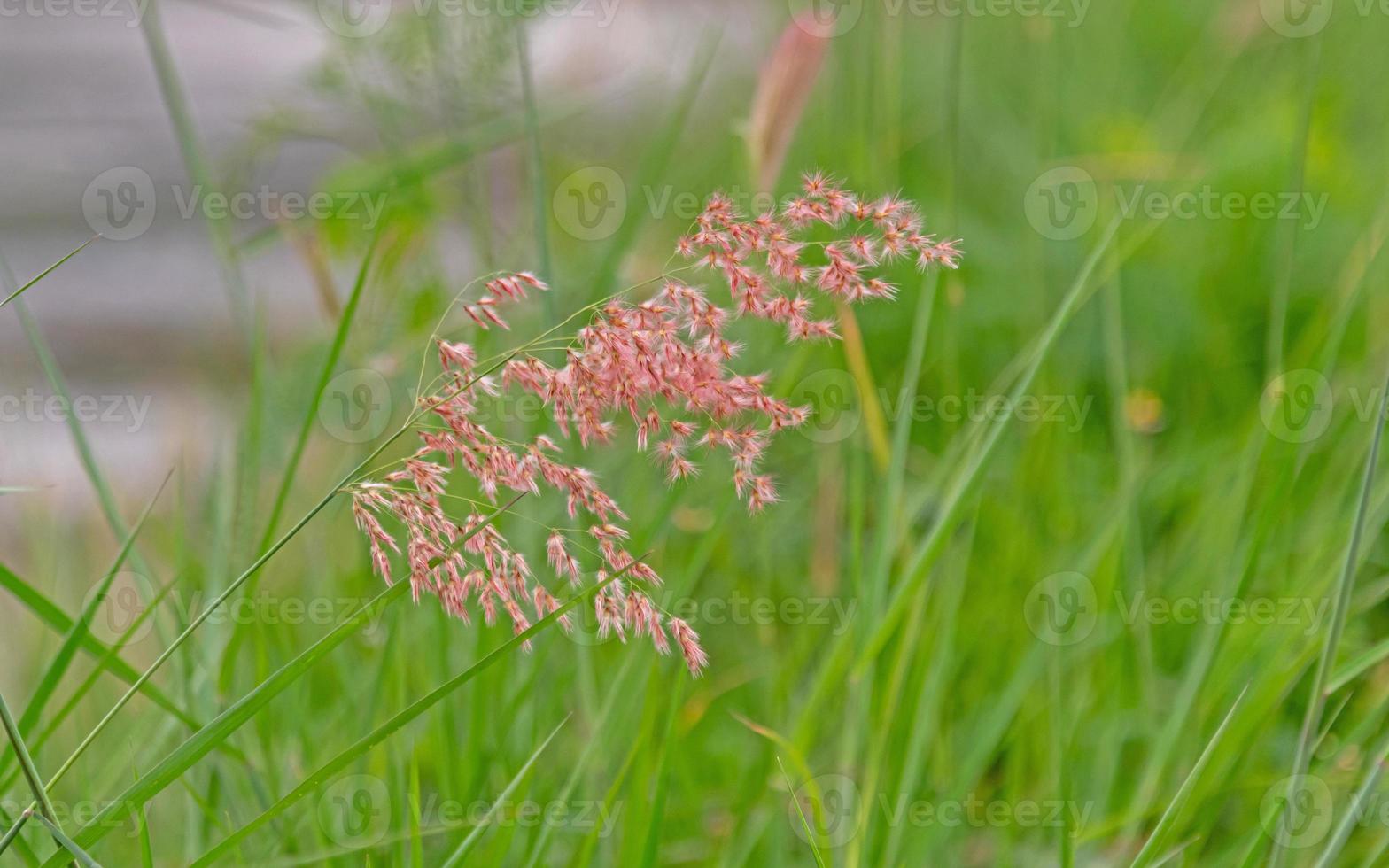 grass flower on the field photo