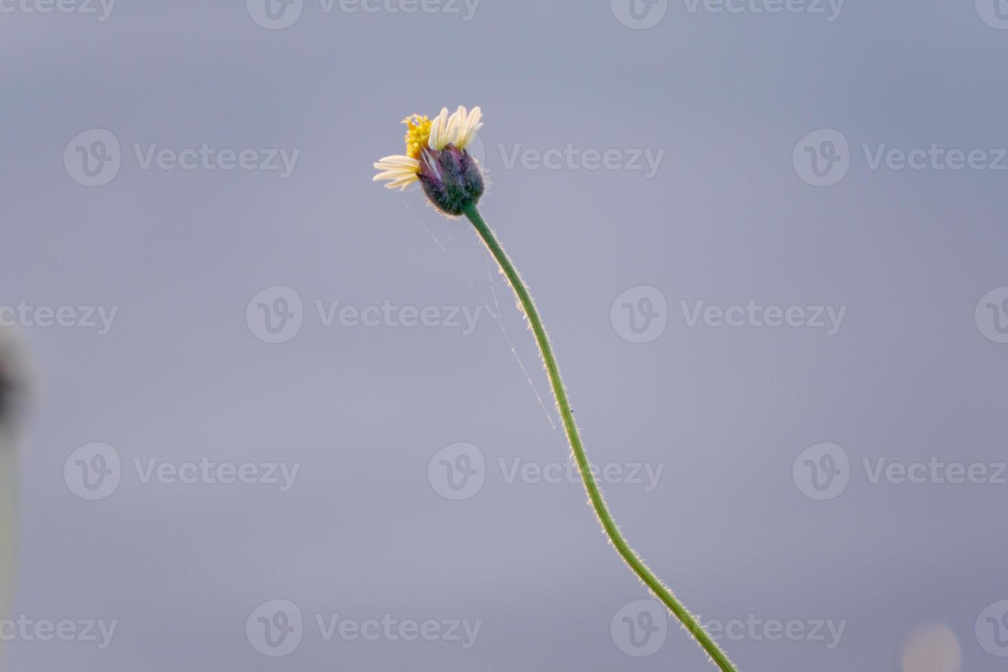flor de hierba en el campo foto