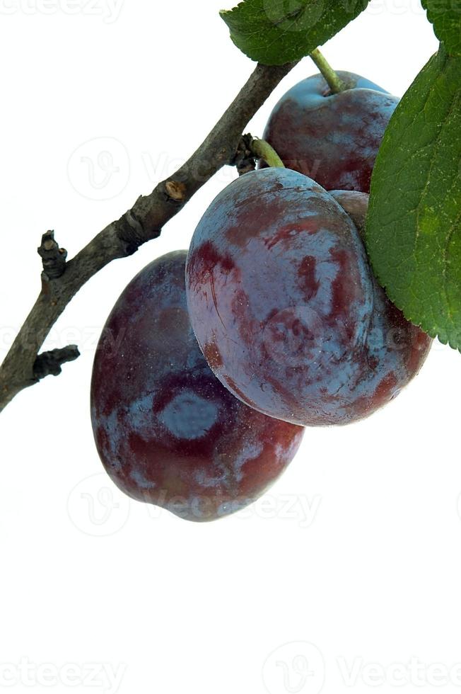 Prunes and branch photo