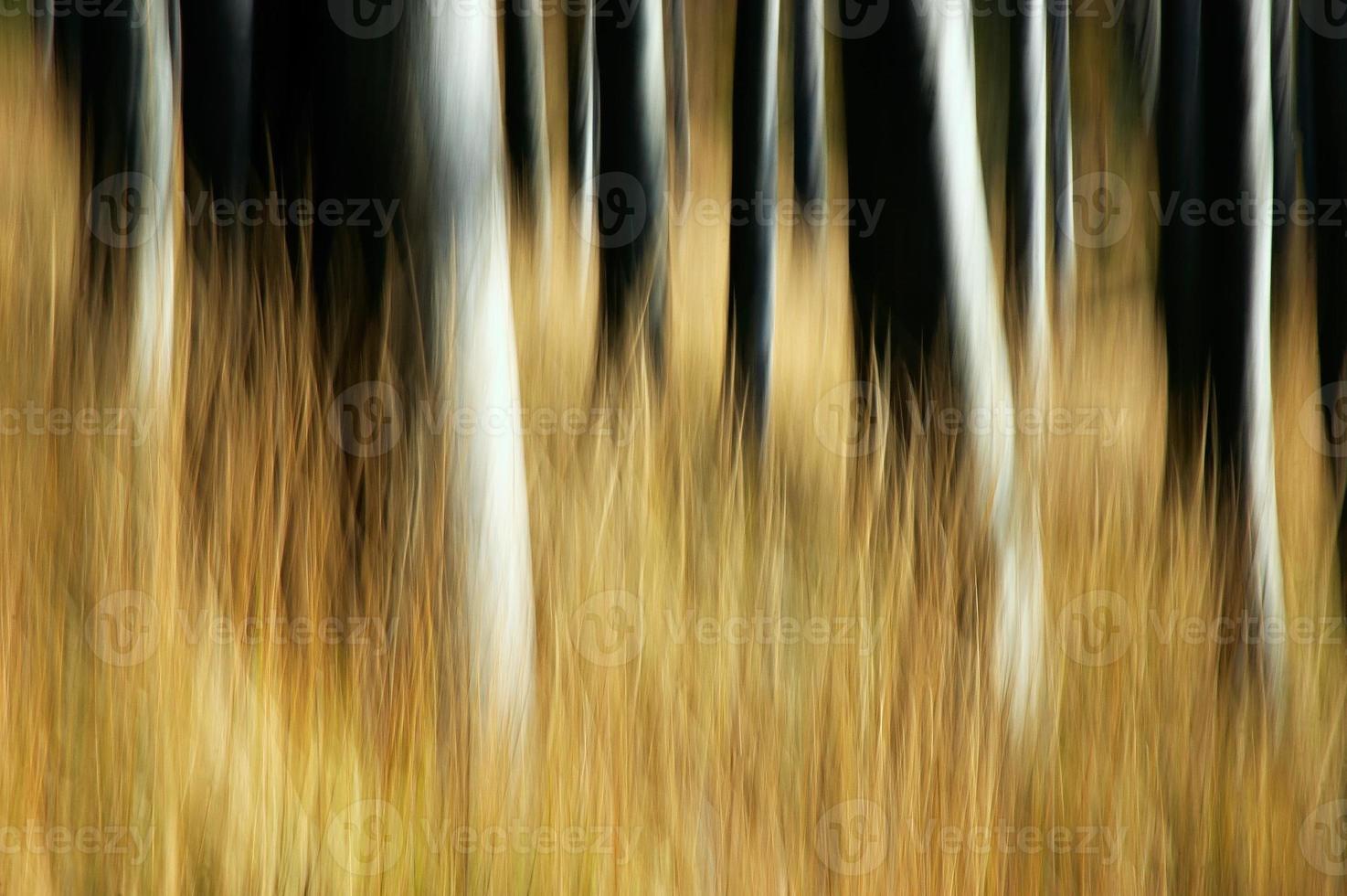 Abstraction beech forest photo