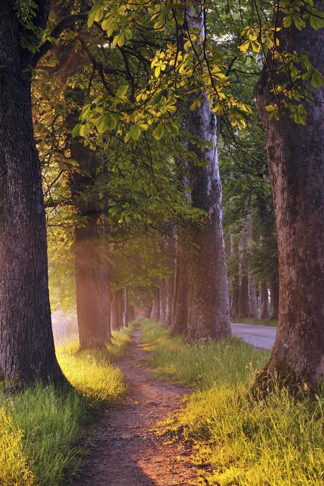 sunrise in beautiful alley photo