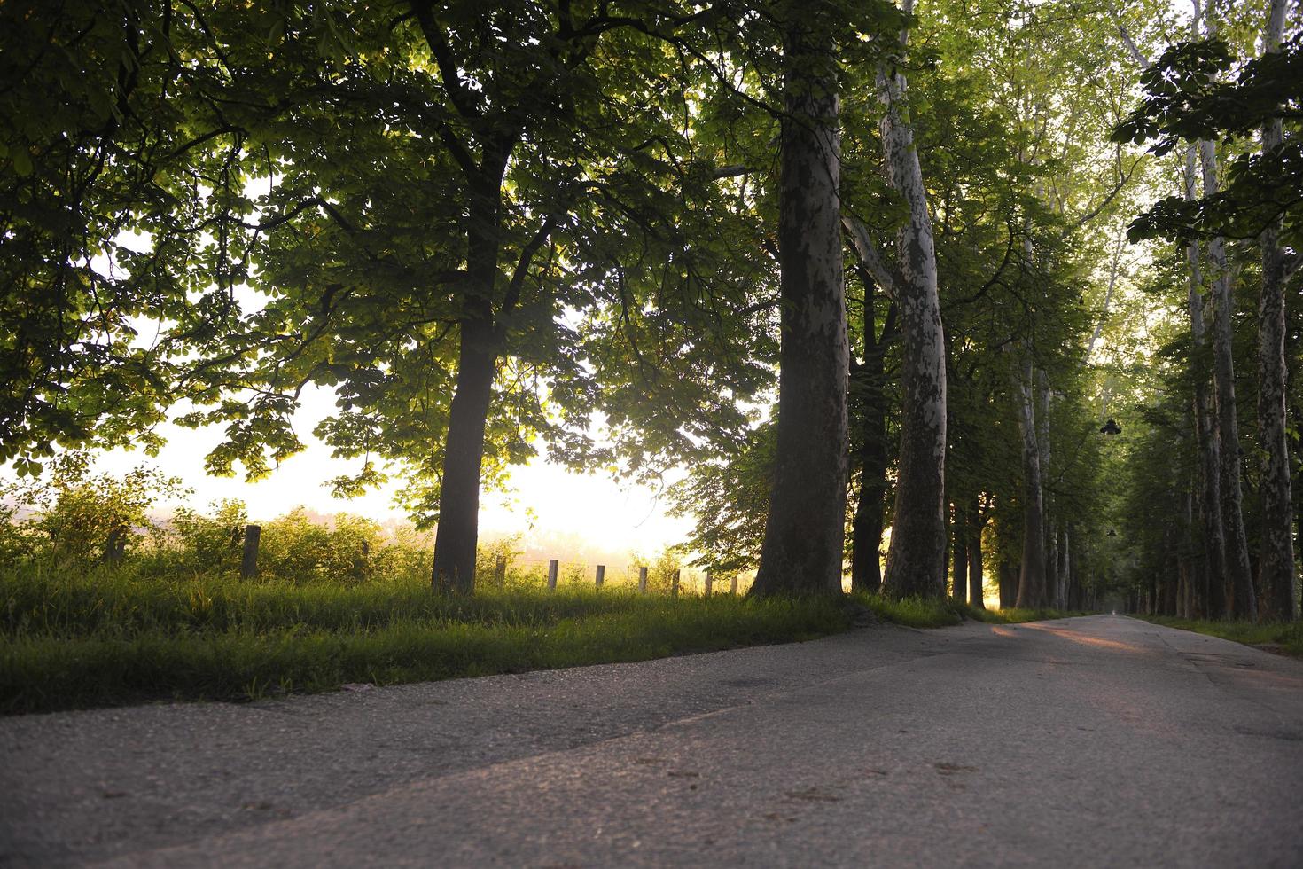 sunrise in beautiful alley photo