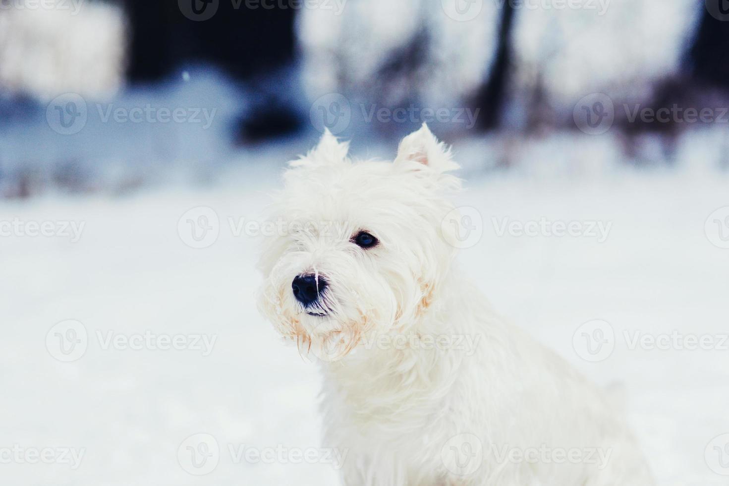 Cute dog white terrier photo