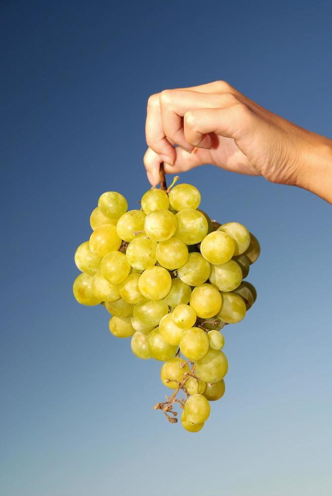female hand holding grape cluster photo