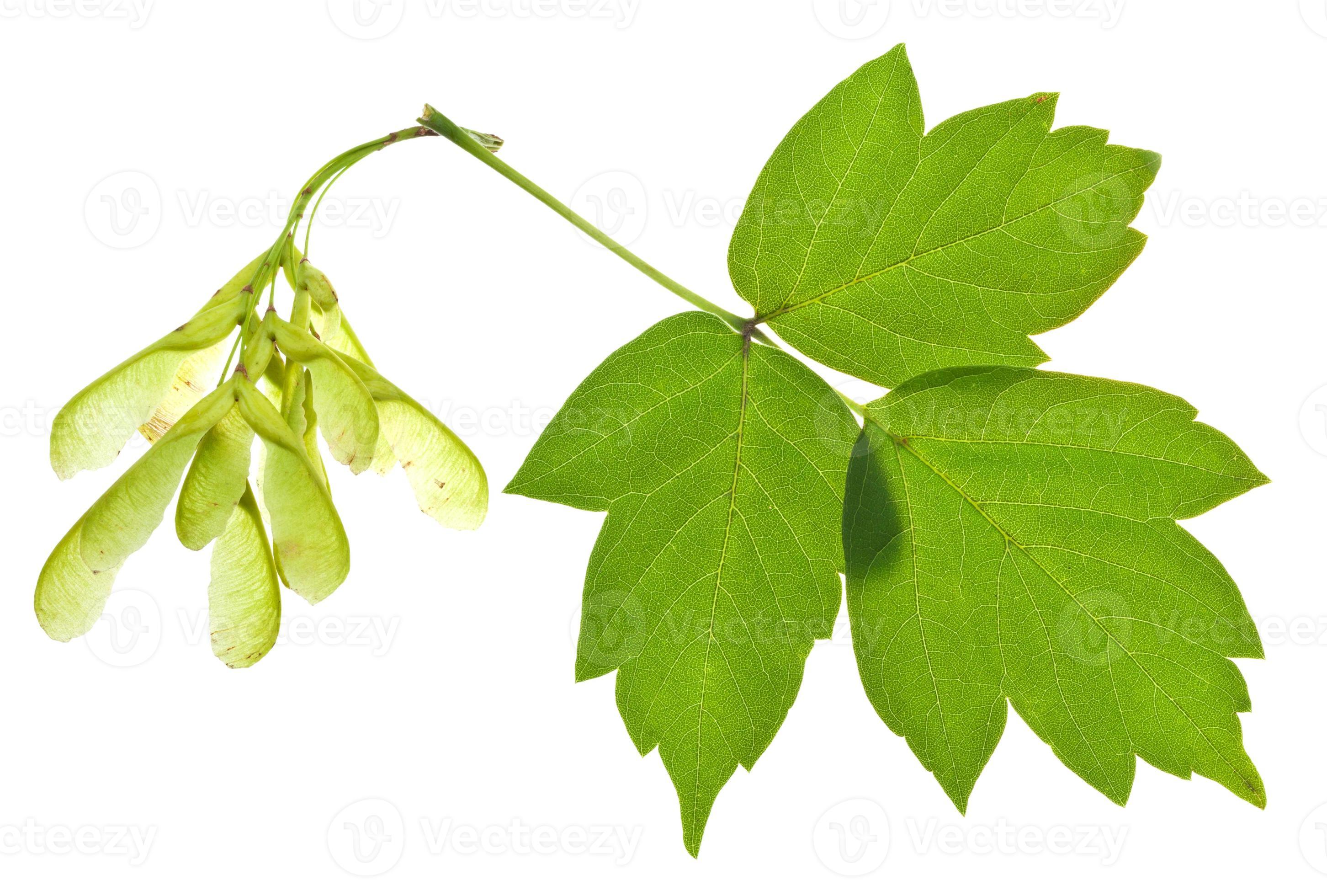 ash tree seeds and green leaves 11924624 Stock Photo at Vecteezy