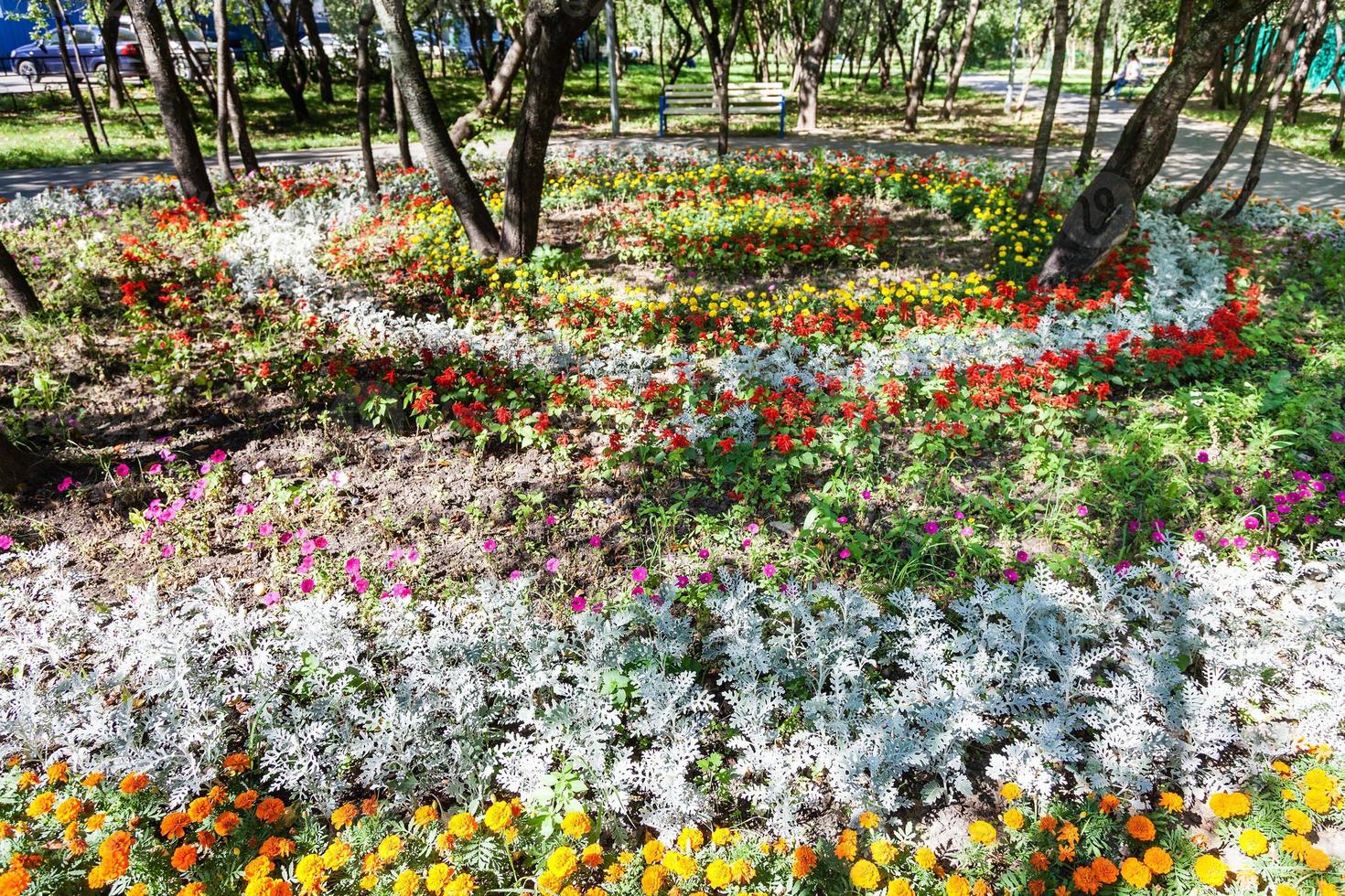 round flowerbed with dianthus and jacobaea plant photo