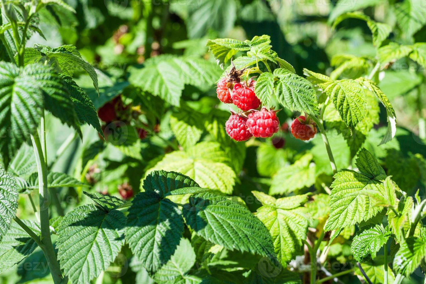 bayas rojas en arbusto de frambuesa en el jardín foto