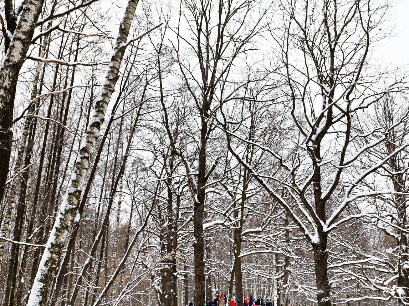 bare tree trunks in snowy urban park photo