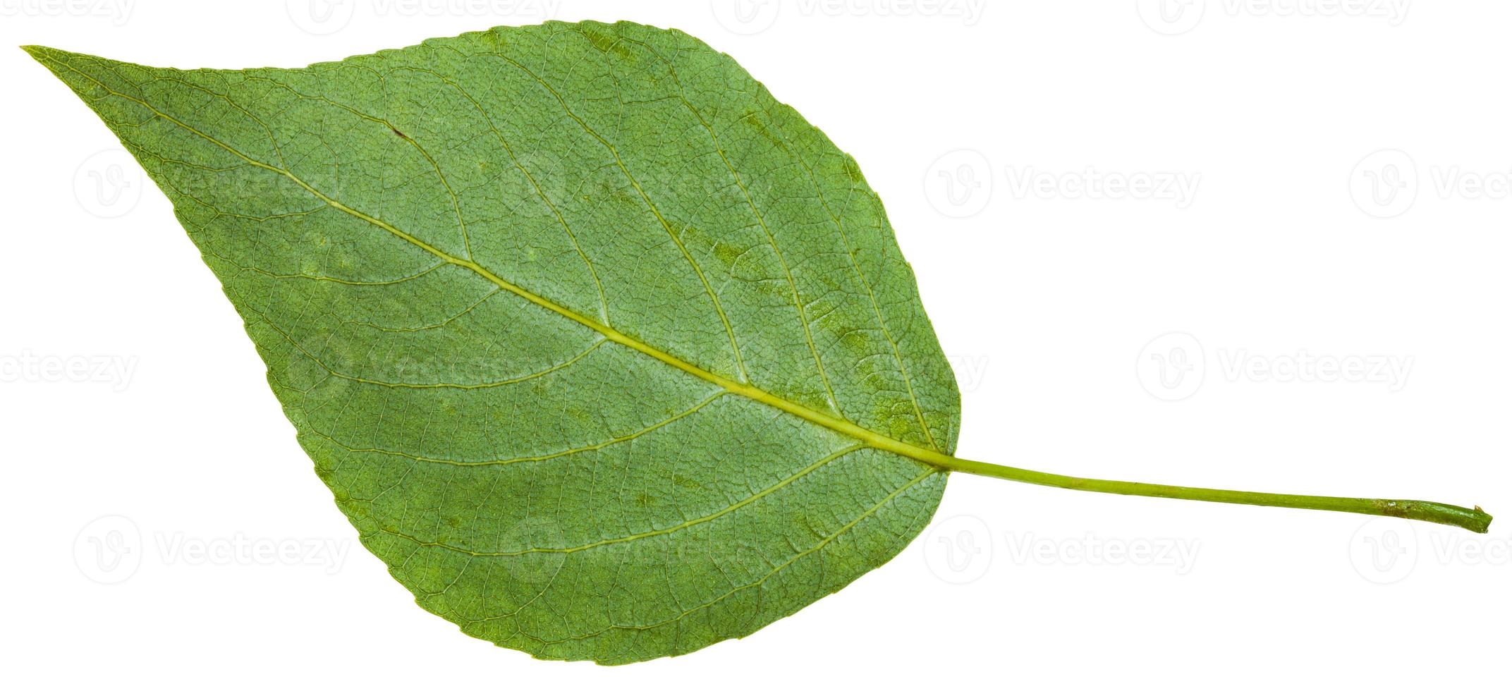 back side of green leaf of black poplar isolated photo