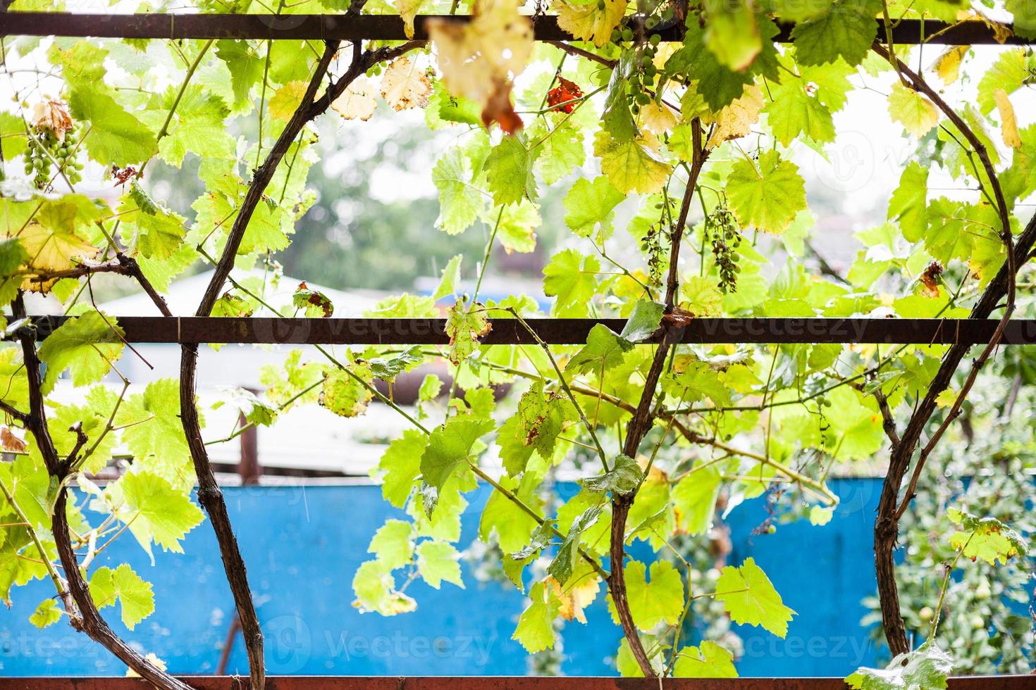 Vine of grapes on backyard of country house photo