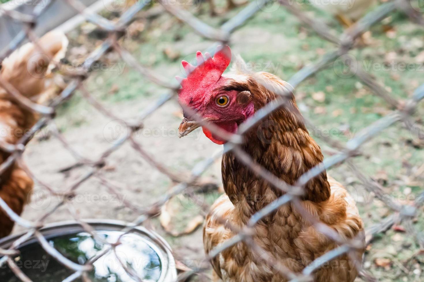 Red chicken close up in outdoor hen house photo