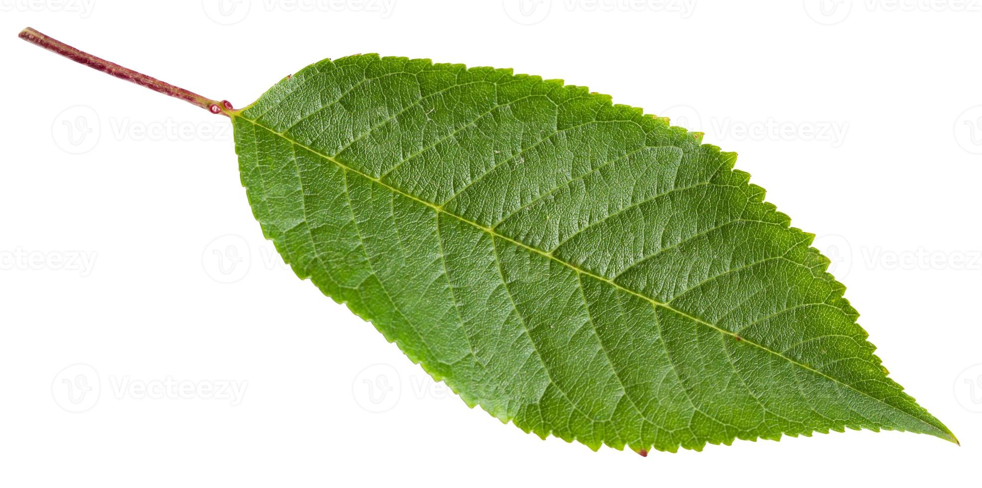 green leaf of cherry tree isolated photo