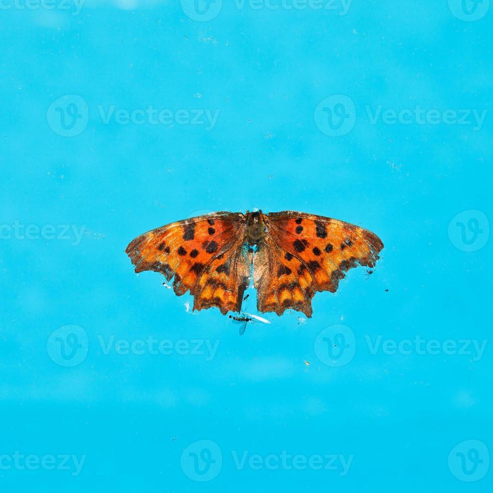 dead butterfly on surface of water photo