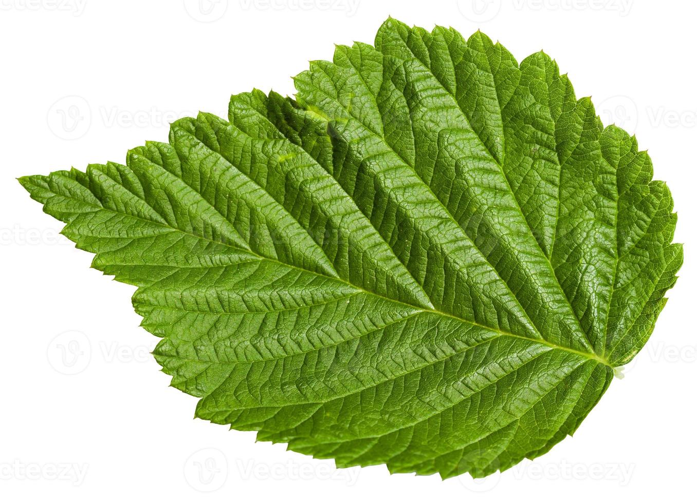 green leaf of Raspberry plant isolated photo