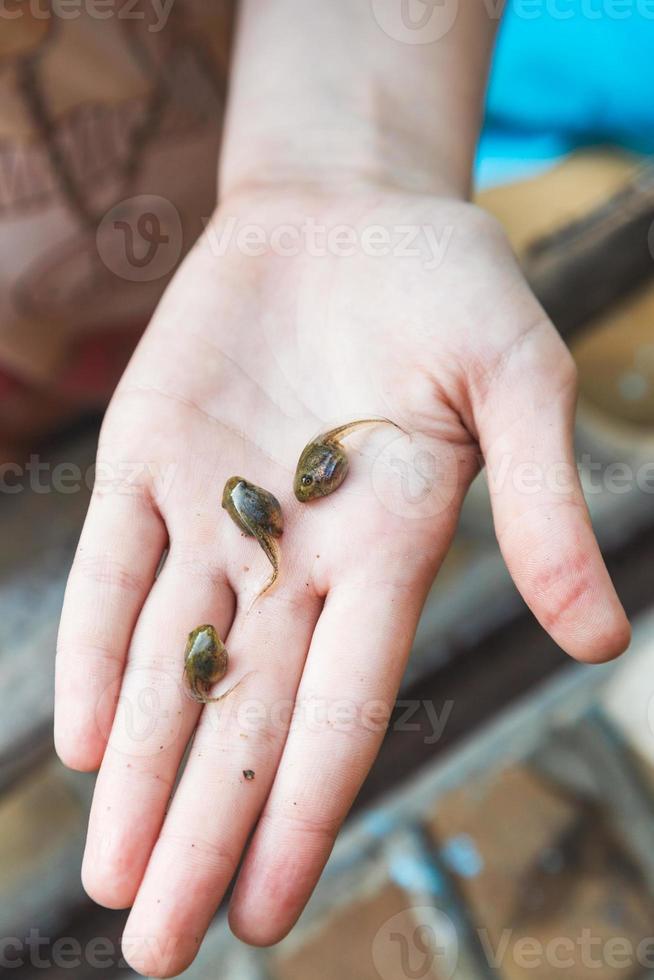 three tadpoles on palm photo