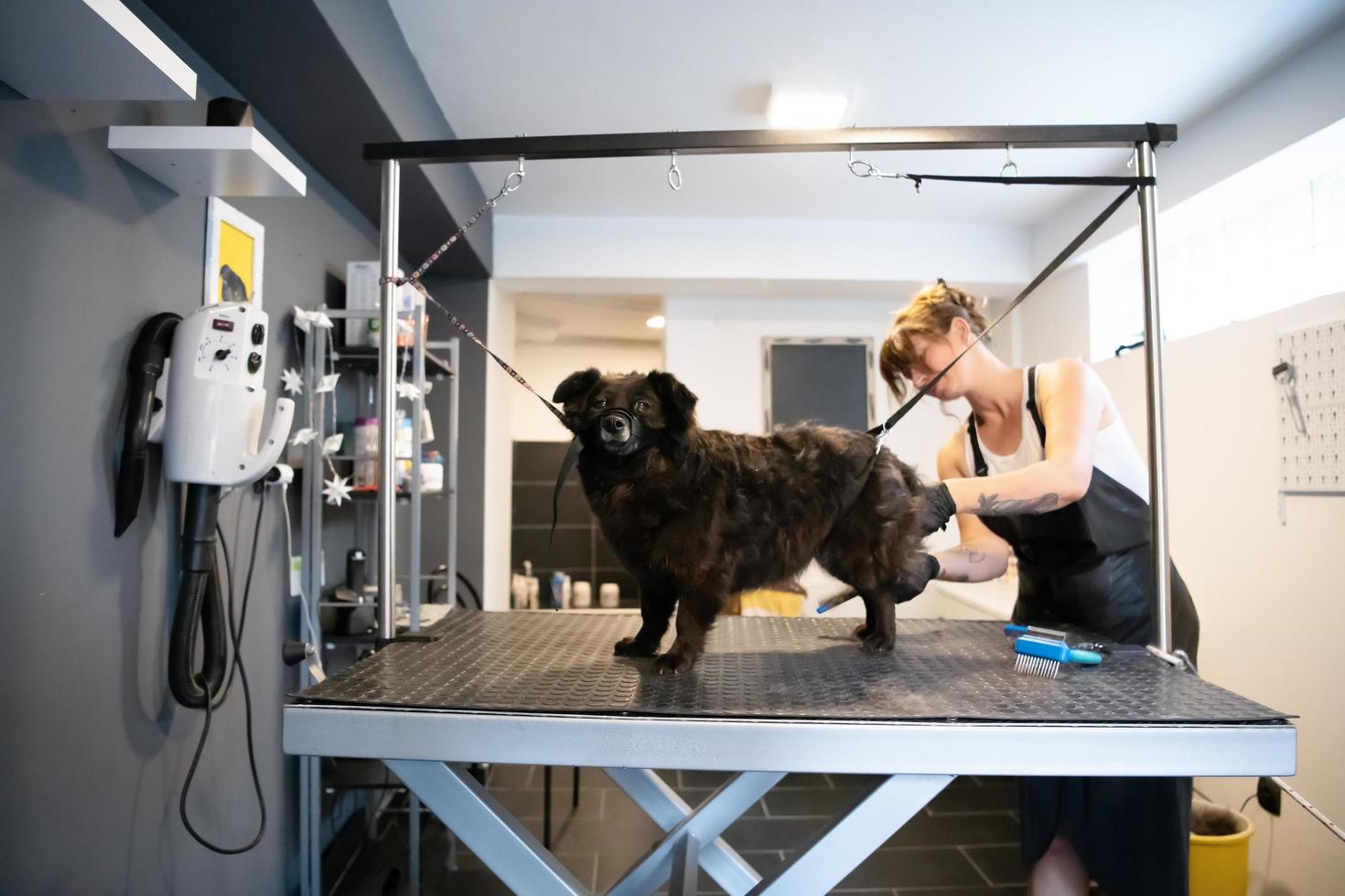 peluquero de mascotas mujer cortando pieles de lindo perro negro foto