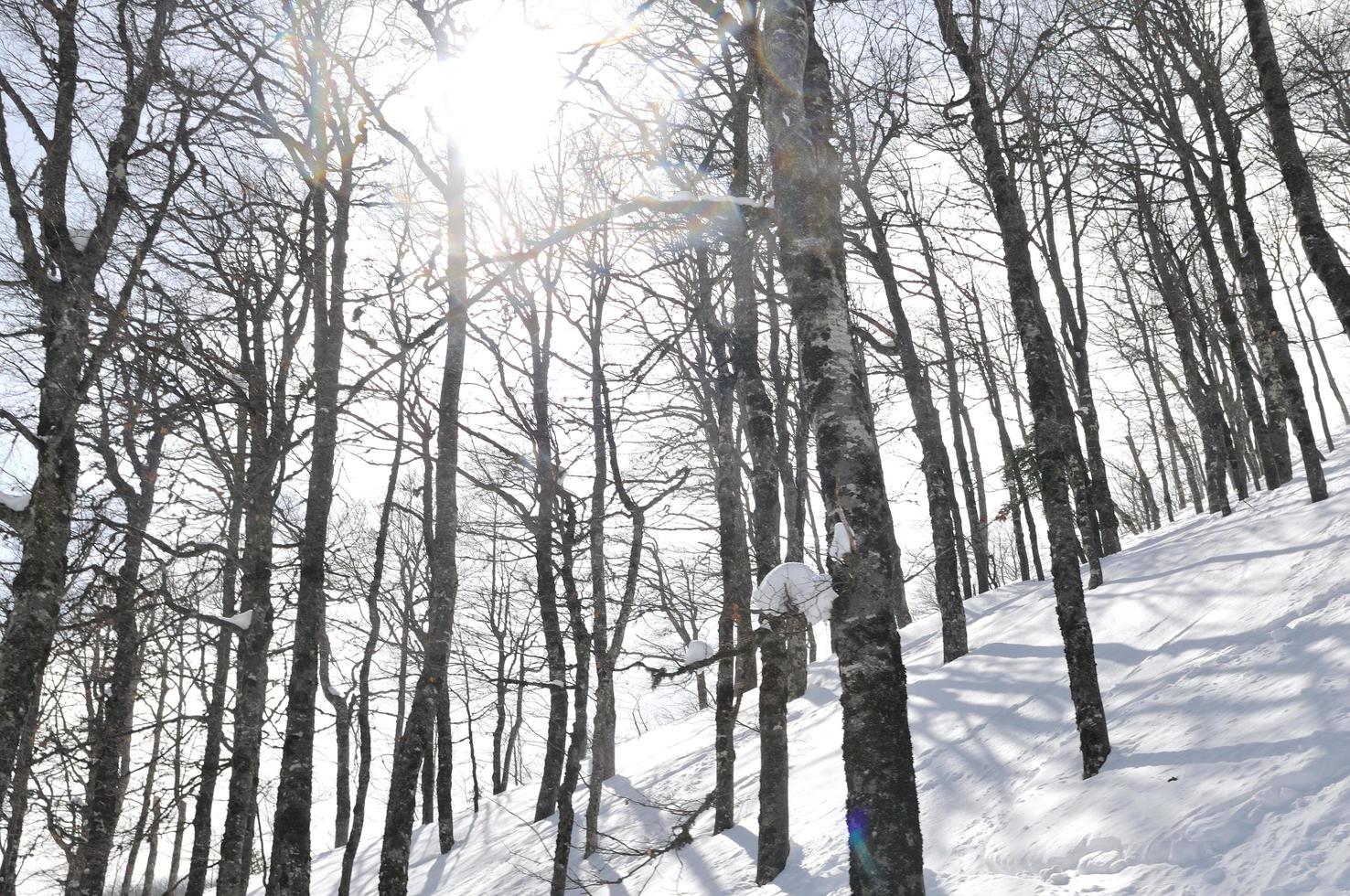 winter landscape view photo